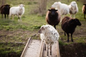 Un petit troupeau de moutons broute dans les champs à l’arrière.